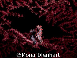 I was lucky enough to find this couple of pygmies with th... by Mona Dienhart 